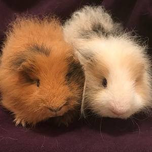 orange and white guinea pigs